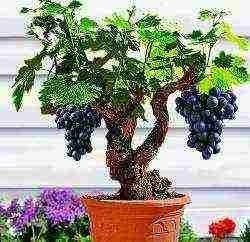 Бонсай виноградное дерево