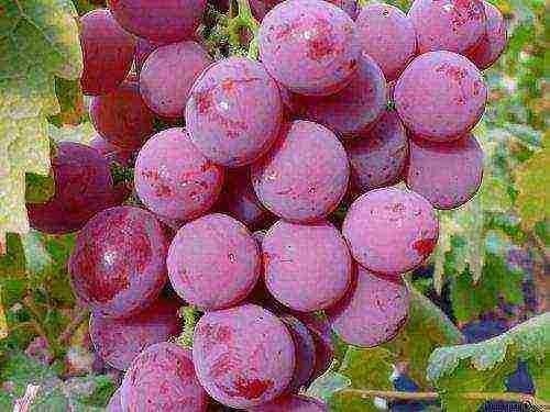 Виноград минский розовый