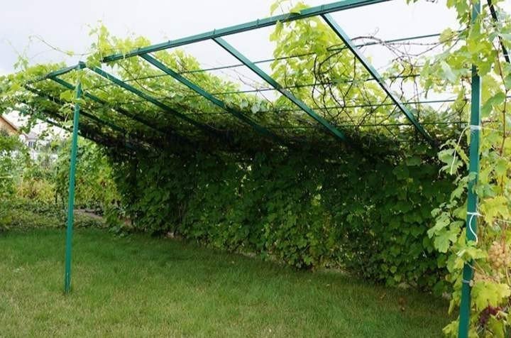 Навес из сетки для винограда