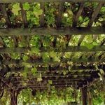 Какие бывают навесы для винограда и как сделать их своими руками