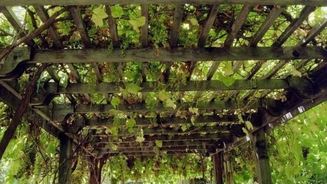Какие бывают навесы для винограда и как сделать их своими руками