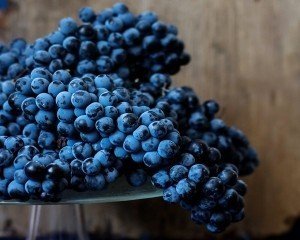 Blueberry виноград