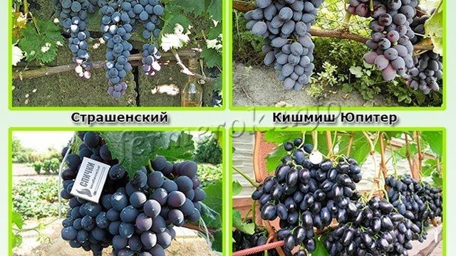 Синий виноград польза и вред для организма, калорийность и состав