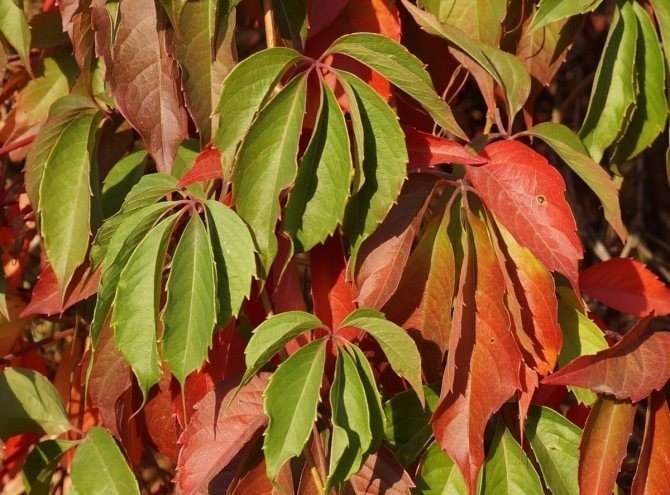 Девичий виноград parthenocissus quinquefolia