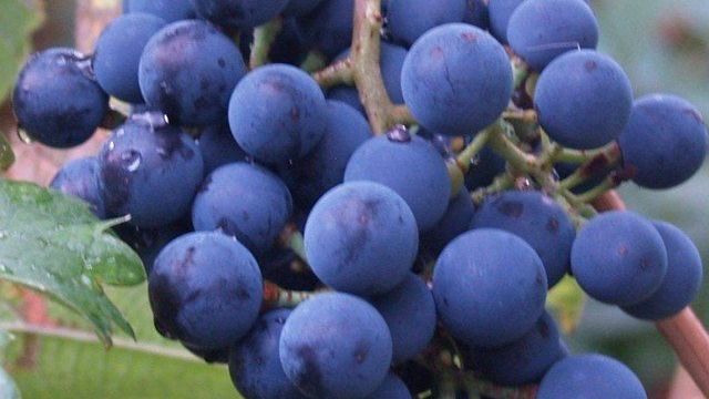 Описание и тонкости выращивания винограда сорта Первозванный