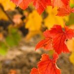 Осенний уход за виноградом
