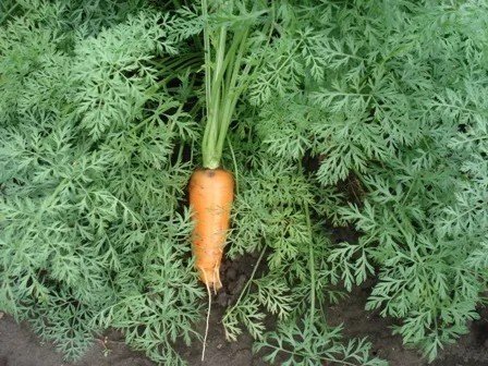 Ботва моркови кудрявится
