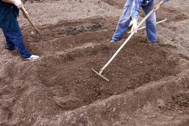 Подготовка почвы для посадки картофеля