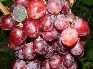 Сорт винограда слобожанский