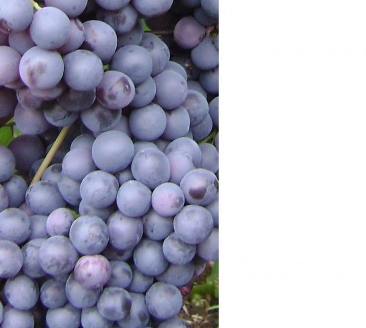 Гибрид шатилова виноград