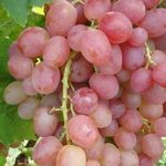 Сорт винограда «Ливия»