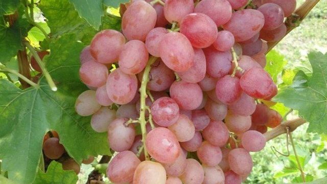 Сорт винограда «Ливия»