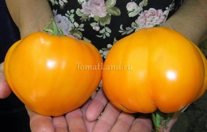 Оранжевая клубника томат семена
