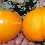 Томат оранжевая ягода характеристика и описание сорта