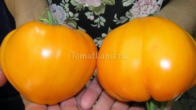 Томат оранжевая ягода характеристика и описание сорта