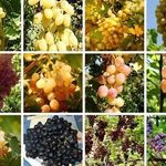 Туя кузы – узбекский сорт винограда