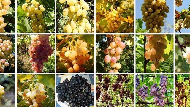 Туя кузы – узбекский сорт винограда