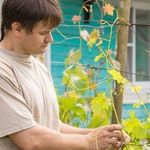 Уход осенью винограда в первый год посадки