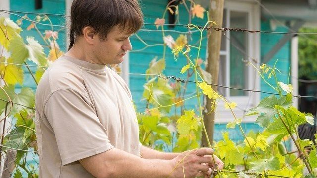 Уход осенью винограда в первый год посадки