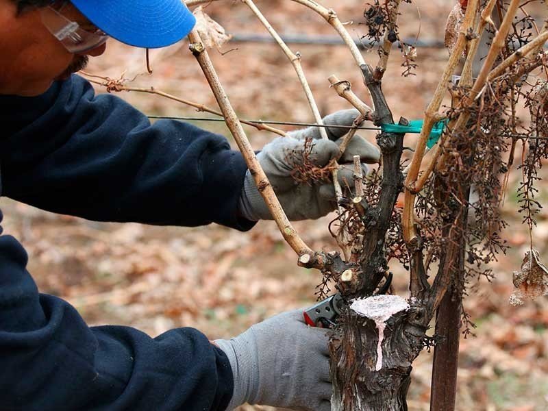 Обрезание лозы винограда осенью