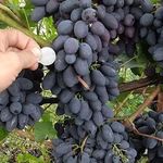 Виноград Кодрянка: посадка и уход за сортом в открытом грунте