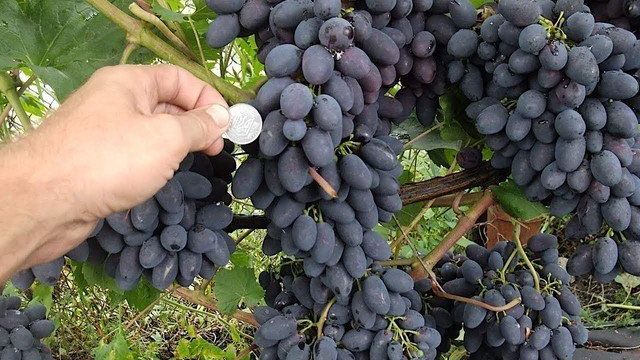 Виноград Кодрянка: посадка и уход за сортом в открытом грунте