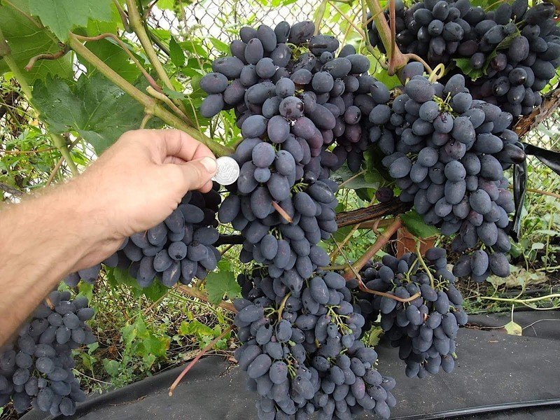 Виноград плодовый сорт кодрянка