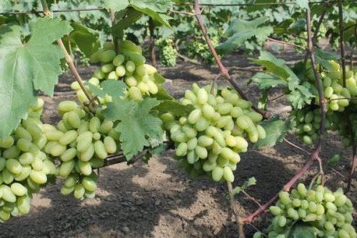 Сорт винограда столетие кишмиш