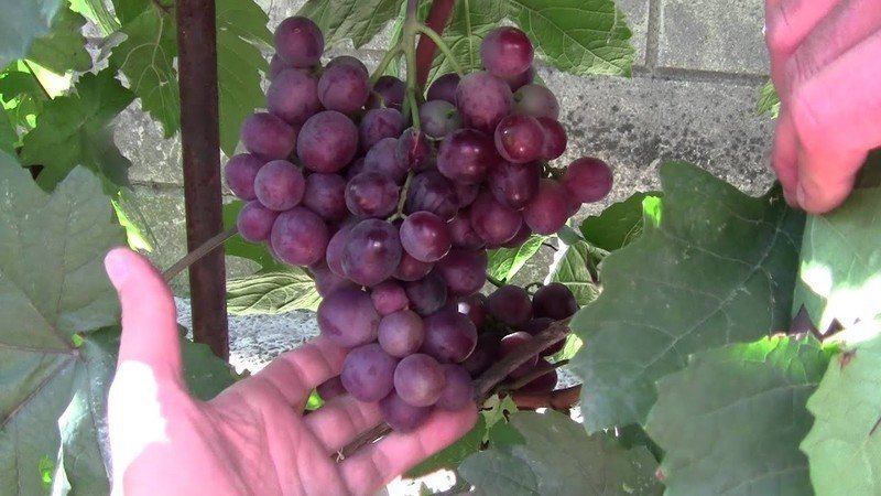 Сорт винограда рошфор