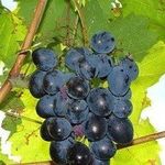Виноград сорта Молдова: характерные особенности, посадка и уход