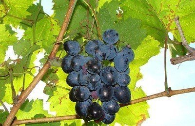 Сорт винограда молдова