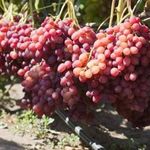 Виноград Велес — урожайный, мускатный и скороспелый сорт!