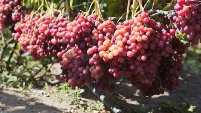 Виноград Велес — урожайный, мускатный и скороспелый сорт!