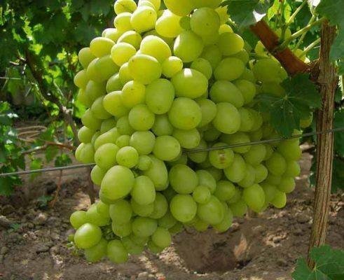Виноград плодовый богатяновский
