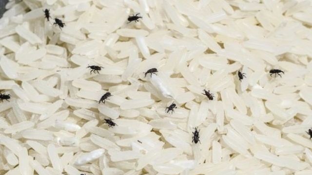 Жучки в крупе: от чего завелись и как избавиться от насекомых