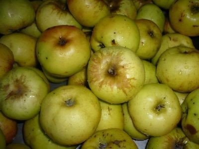 Сорт яблони антоновка