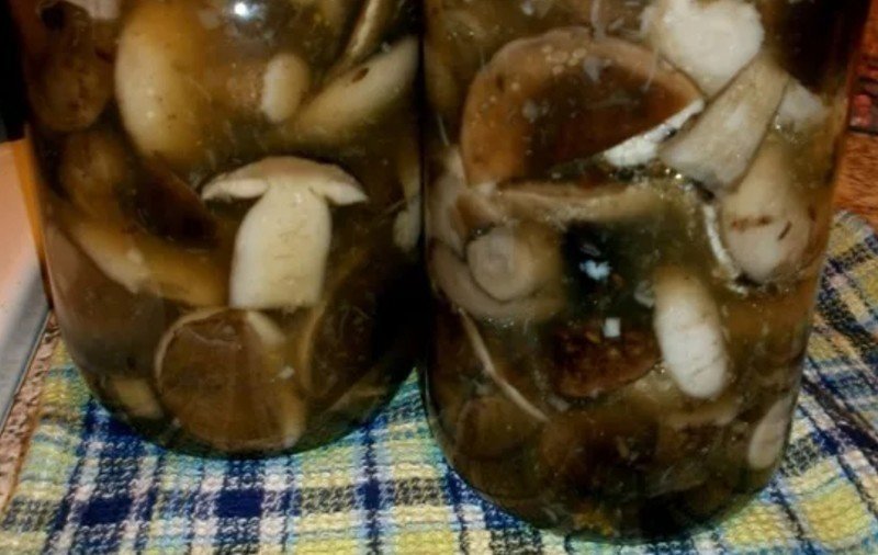 Соление грибов горькушек в домашних