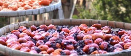 Сушка плодов и ягод на открытом воздухе