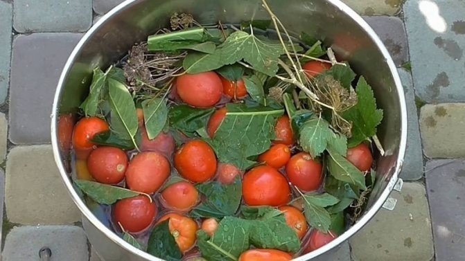 Малосольные помидоры в ведре