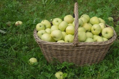 Яблоки антоновка в корзине