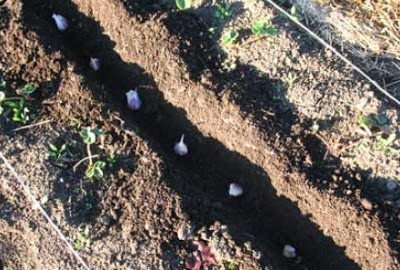 Опыт садоводов посадки чеснока среди роз