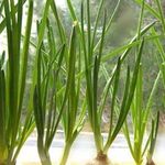 Как вырастить лук зеленый из семян
