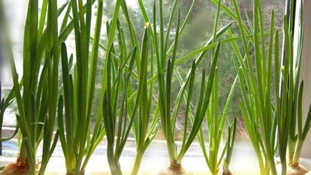 Как вырастить лук зеленый из семян