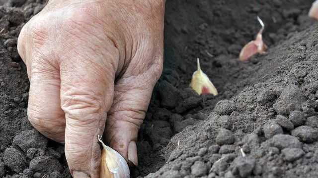 Как вырастить озимый чеснок в сибири