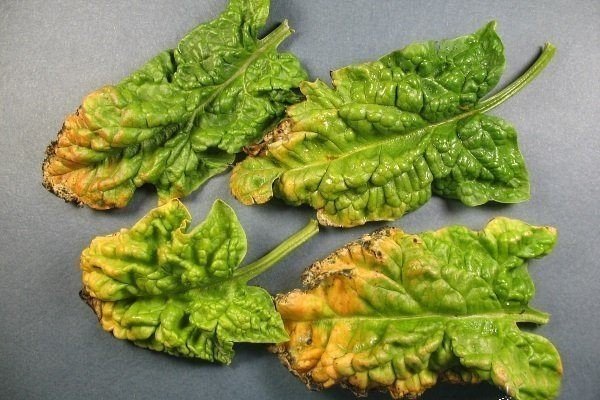 Lettuce infectious yellows virus