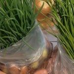 Как вырастить зеленый лук в пакете с опилками