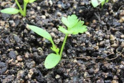 Как выращивать петрушку в открытом грунте