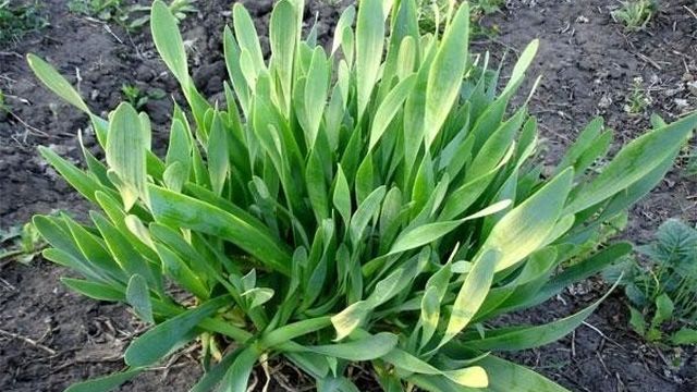 Выращивание и уход за луком Слизун, полезные свойства и противопоказания